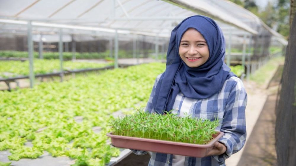 agroteknologi