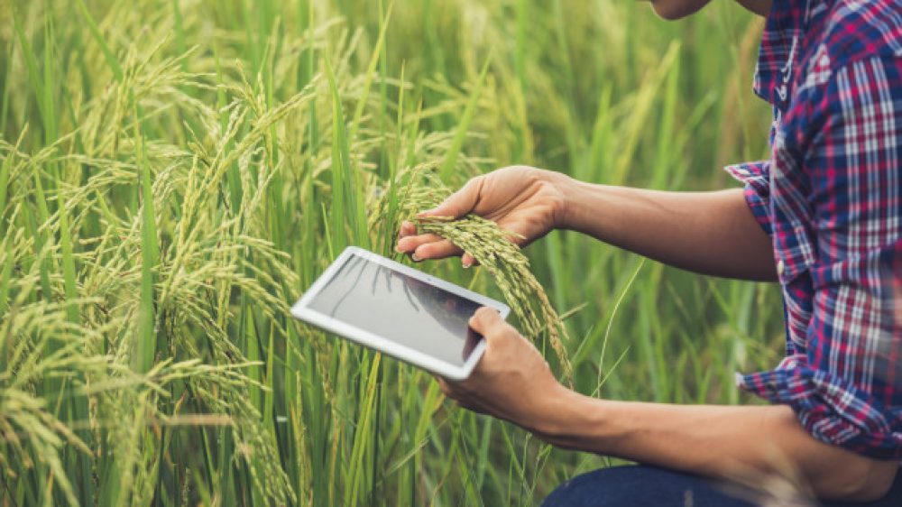 farmer-standing-rice-field-with-tablet_1150-6062